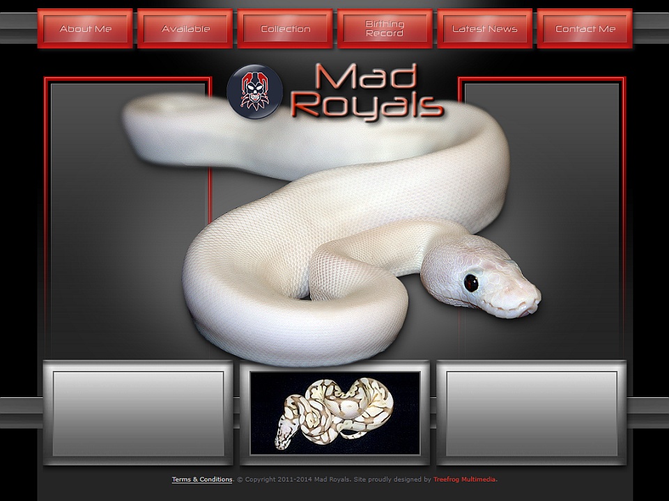 Website for breeder of Royal Python morphs.