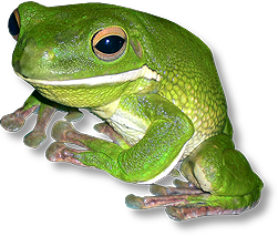 White-lipped Treefrog