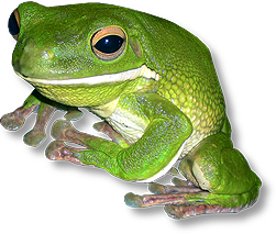 Website Design in Ely & Cambridge White-lipped Treefrog