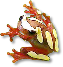 Treefrog