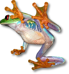 Clown Treefrog