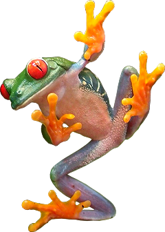 Clown Treefrog